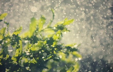 Water And Mist On Plants (1)